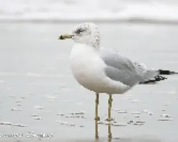 Larus delawarensis