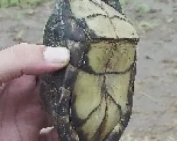 Terrapene coahuila