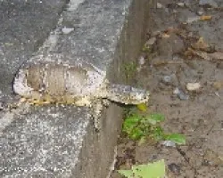 Terrapene coahuila