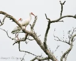 Eudocimus albus