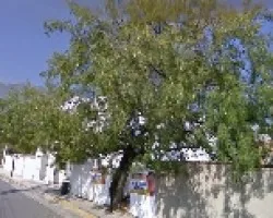 mezquite antes