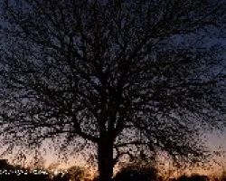 arbol