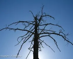 arbol 1