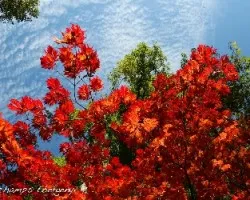 arbol2
