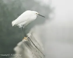 Egretta thula
