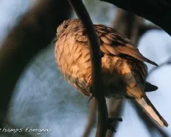 Columbina inca