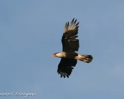 Caracara cheriway