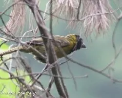 Rhodothraupis celaeno