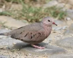 Columbina passerina