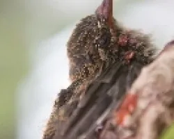 Cynanthus latirostris