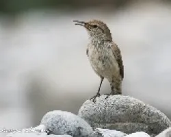 Salpinctes obsoletus