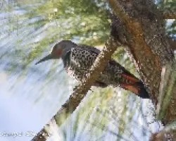 Colaptes auratus