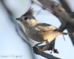 Baeolophus atricristatus