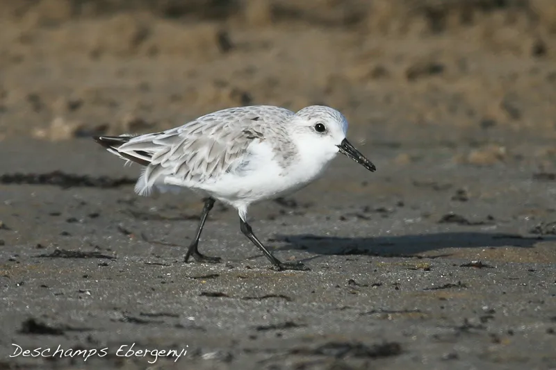 South Padre Island, Tx, USA