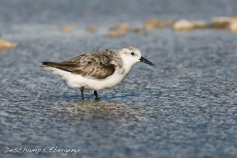 South Padre Island, Tx, USA
