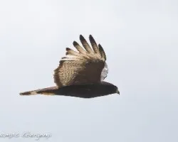 Buteo albonotatus