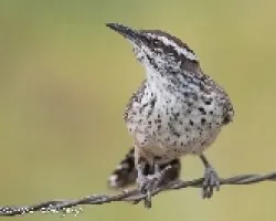Campylorhynchus brunneicapillus