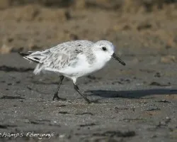 Calidris alba