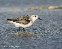 Calidris alba