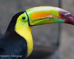 Ramphastos sulfuratus