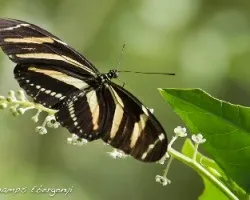 cebra