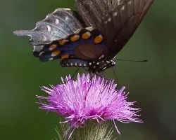 mariposas
