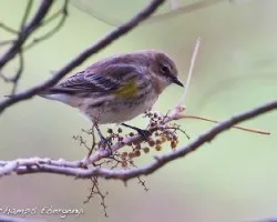 Dendroica coronata