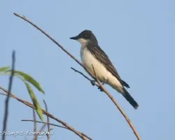 Tyrannus tyrannus