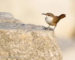 Catherpes mexicanus