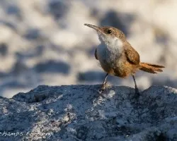 Catherpes mexicanus
