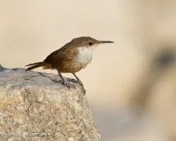 Catherpes mexicanus