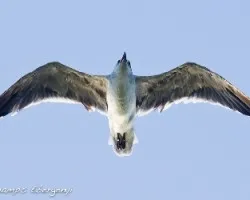 Leucophaeus atricilla