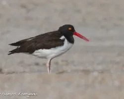 Haematopus palliatus