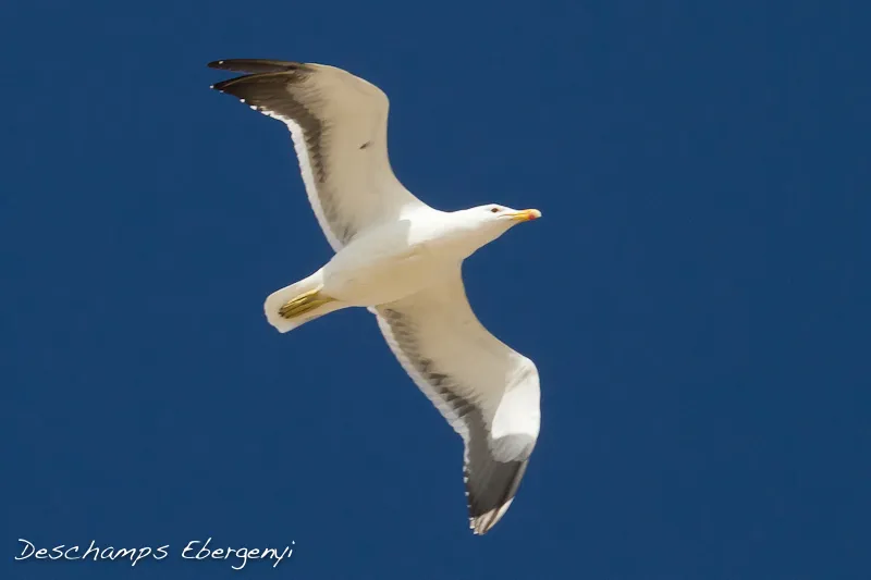 Parque Nacional de Paracas, Peru