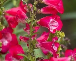 Digitalis purpurea