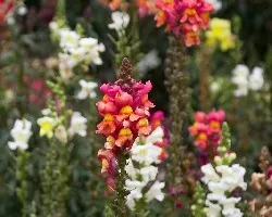 Antirrhinum majus