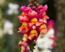 Antirrhinum majus