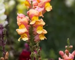 Antirrhinum majus