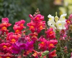 Antirrhinum majus