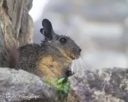 Lagidium peruanum
