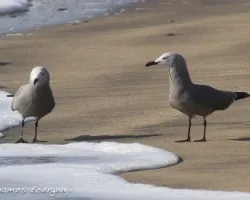 Leucophaeus modestus