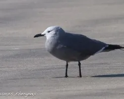 Leucophaeus modestus