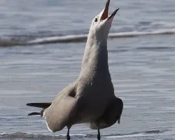 Leucophaeus modestus