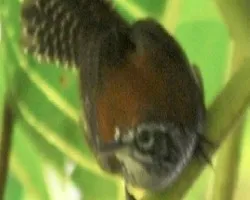 Thryothorus semibadius