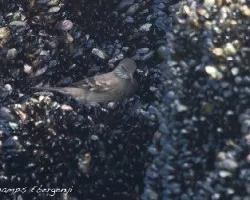 Cinclodes taczanowskii