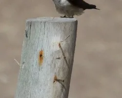 Pygochelidon cyanoleuca