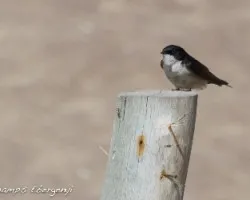 Pygochelidon cyanoleuca
