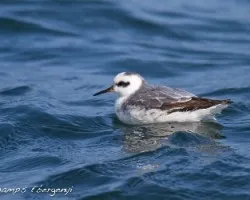 Phalaropus fulicarius