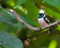 Eurylaimus ochromalus