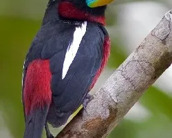 Cymbirhynchus macrorhynchos